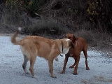 Un Raferio do Alentejo et un Rhodesian Ridgeback s'amusent