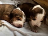 Une famille de jeunes chiots Brachets Allemands