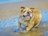 Chien qui court sur le sable