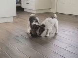 Deux Fox Terriers à Poil Dur jouent et tirent à la corde