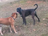 Rencontre entre un Cane Corso et un Boerboel