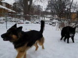 Un Blue Bay Sheperd et un Berger Allemand jouent dans la neige