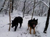 Une promenade avec un Blue Bay Sheperd et un Berger Allemand