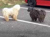 Deux Puli se rencontrent