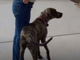 Un Plott Hound en famille