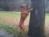 Un Redbone Coonhound à l'affût d'un écureuil