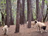 Une meute de Mastiff dans les bois