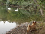 Un Norwich Terrier observe des cygnes au bord de l'eau