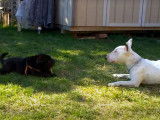 Un Mini Peï et un Bull Terrier jouent ensemble