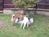 Sacré trio : un Jindo Coréen, un Shiba Inu et un Shikoku Ken
