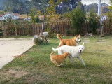 Une famille de Jindo Coréen s'amuse dans le jardin