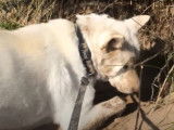 Un Jindo Coréen à l'affût d'un lapin à la plage