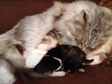 Un Maine Coon dorlote un Chihuahua