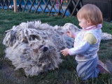 Un Komondor et un enfant jouent ensemble