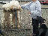 Rencontre entre un couple de Komondor et un Dobermann