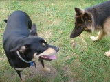 Un Kelpie Australien et un Berger Allemand jouent ensemble