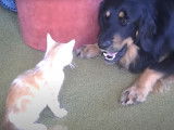 Un Hovawart et un chat jouent ensemble