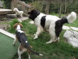 Un Landseer et un Beagle jouent ensemble