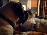 Moment de tendresse entre un Mastiff et un Maine Coon