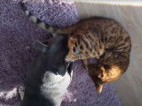 Un Staffordshire Bull Terrier et un Bengal jouent ensemble