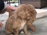 Des chiots Labradoodle découvrent le jardin