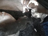Un Pitbull, un Sharpeï et un chaton Pixie Bob s'amusent