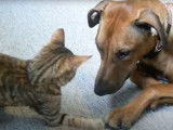 Un Rhodesian Ridgeback et un chaton Toyger jouent ensemble