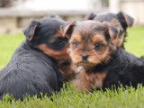 Des chiots Morkie se détendent sur le gazon