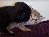Un chiot Carlin avec un chaton British Shorthair