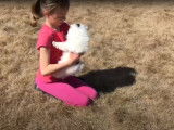 Un chiot Pomsky et une petite fille jouent ensemble