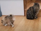 Un chiot Pomsky veut jouer avec un chat adulte