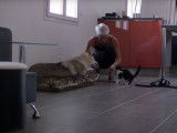 Présentation d'un chaton à un Chien Loup Tchécoslovaque