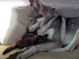 Un Chien Loup Tchécoslovaque et un chaton très complices