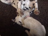 Folle partie de jeu entre un Dalmatien et un chaton