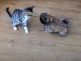 Un chiot Shih Tzu et un chaton jouent ensemble