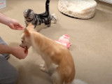 L'amitié entre un Chihuahua et un chaton Scottish Fold