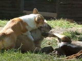 Un Chart Polski, un Dogue du Tibet et un Welsh Corgi Pembroke