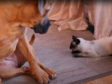 Un chaton Balinais joue avec un Boerboel