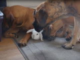 Une famille de Boerboel avec un lapin