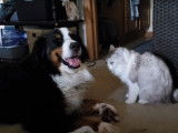 Un Bouvier Bernois avec un chat Ragamuffin