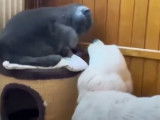 Un Golden Retrievier veut jouer avec un chat British Shorthair