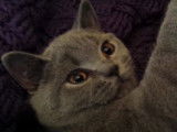 Un chat British Shorthair se relaxe avec un chien Staffie