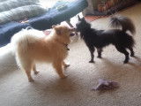 Un Loulou de Poméranie et un Pomchi jouent comme des fous