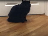 Un Berger Allemand, ses deux amis et un Manx