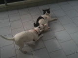 Un Jack Russel et un chat jouent comme des petits fous