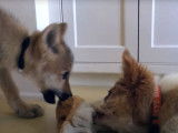 Un chiot Border Collie avec un jeune loup
