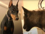 Un Dobermann avec un jeune loup