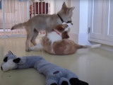 Un chiot Border Collie joue avec un jeune loup