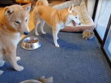 Un couple de Shiba Inu avec un lapin