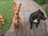 Un couple de Cirneco de l'Etna avec un Pitbull